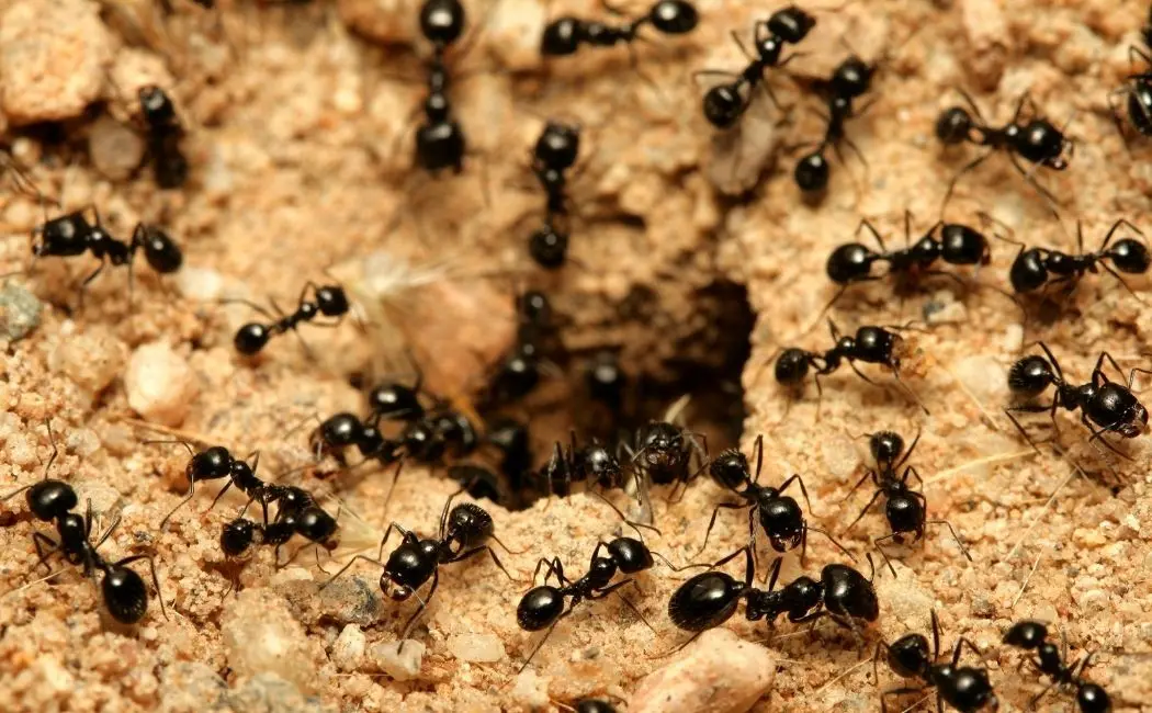 Oto najważniejsze powody, dlaczego ze zwalczaniem mrówek nie warto zwlekać