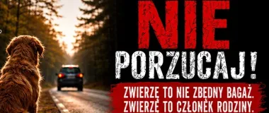 Nie porzucaj, zaplanuj. Weterynarz przypomina o odpowiedzialnym lecie zwierząt
