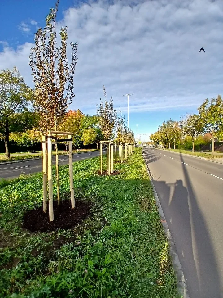 Olsztyn zyskał 221 drzew. Kolejne tysiące roślin trafią na rabaty