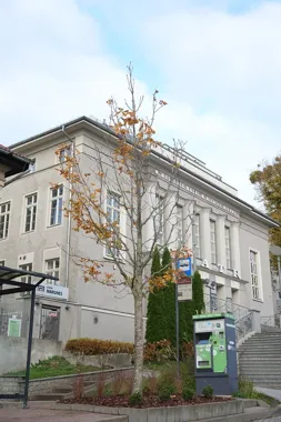 Nowy kasztanowiec zastąpił stary przy Teatrze Jaracza. Tegoroczny bilans to 394 drzewa