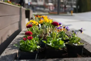 Olsztyn zakwita kolorami, a centrum wypełnia się ponad sześcioma tysiącami roślin