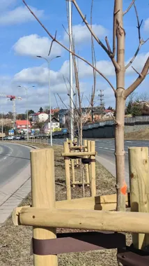 Olsztyn sadzi setki drzew, a wielkie budowy nie zwalniają tempa