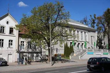 Kasztanowiec przy Teatrze do wycinki. Drzewo nie jest już bezpieczne