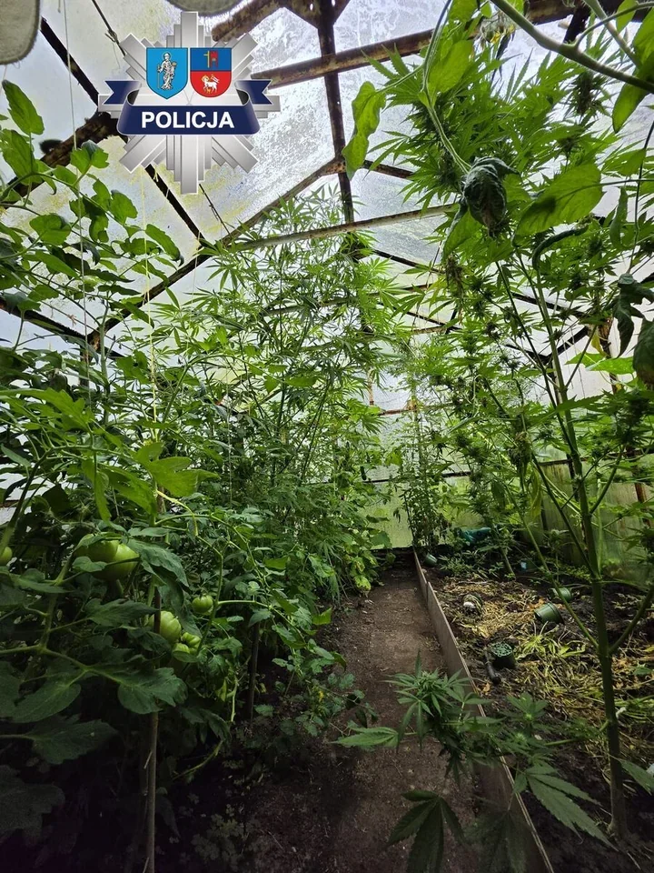 Marihuana rosła obok pomidorów. W Dobrym Mieście zatrzymano 5 osób