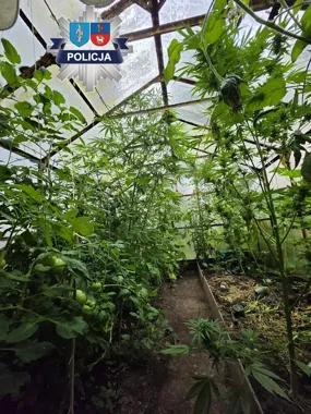 Marihuana rosła obok pomidorów. W Dobrym Mieście zatrzymano 5 osób