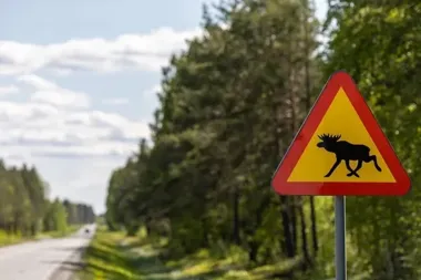 Łoś na drodze i poważnie ranny motocyklista. Trzy wypadki w regionie
