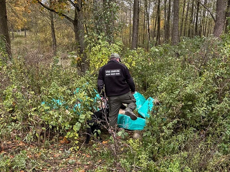 Funkcjonariusz Straży Granicznej z psem służbowym przeszukuje zarośnięty las w pobliżu rozkładanych niebieskich worków.